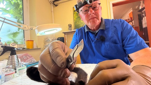 Eine Katze in Vollnarkose unterm Messer