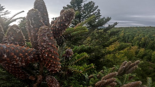 Zapfen hängen am Baum.