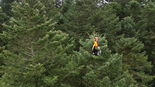 Kletterer auf Baum