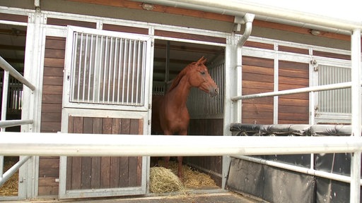 Pferd in einer Pferdebox