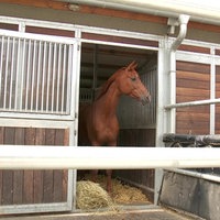 Pferd in einer Pferdebox