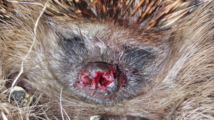 Ein Igel mit schweren Verletzungen an der Schnauze