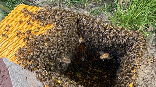 Eine gelbe Kiste in der sich eine Bienenkolonie befindet