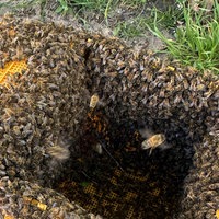 Eine gelbe Kiste in der sich eine Bienenkolonie befindet