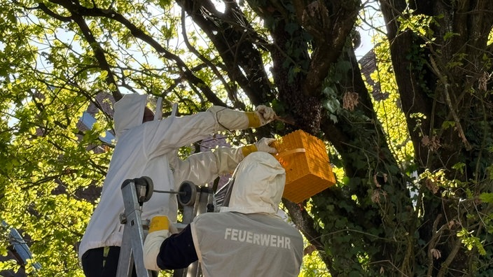 Die Feuerwehr bewegt den an einem Baum ansässigen Bienenstock in eine gelbe Kiste