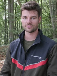 Baumkronen mit trockenen Blättern