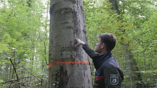 Ein Förster berührt einen erkennbar kranken Baum