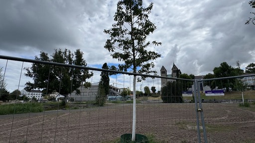Ein nezu gepflanzter Baum steht im umzäunt auf einem Feld.