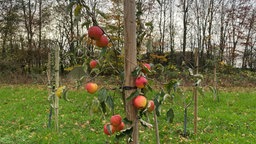 Ein Obstbaum