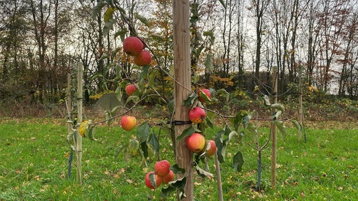 Ein Obstbaum