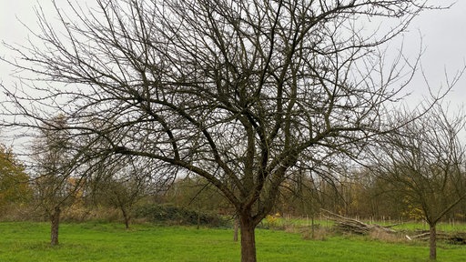 Ein alter Apfelbaum
