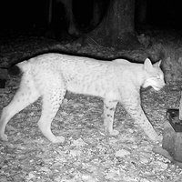 Aufnahme eines Luchses mit einer Wildtierkamera