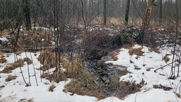 Wasser staut sich in einem Graben in einem Wald