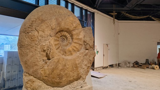 Der große Ammonit steht auf einem Sockel im Museum.