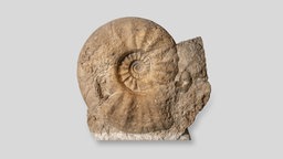 Das weltgrößte Ammonit-Fossil im LWL-Museum für Naturkunde in Münster