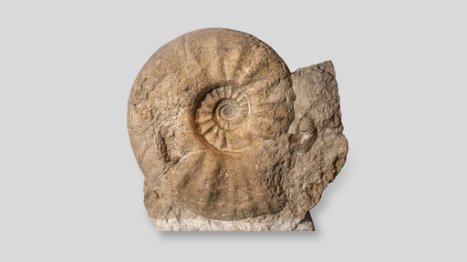 Das weltgrößte Ammonit-Fossil im LWL-Museum für Naturkunde in Münster