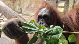 Orang-Utan Temmy beim Verzehr von Blättern