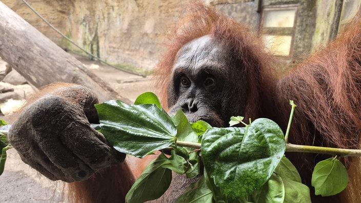 Orang-Utan Temmy beim Verzehr von Blättern