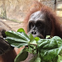 Orang-Utan Temmy beim Verzehr von Blättern