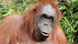 Die Orang-Utan-Dame schaut Richtung Kamera, im Hintergrund grüne Pflanzen 