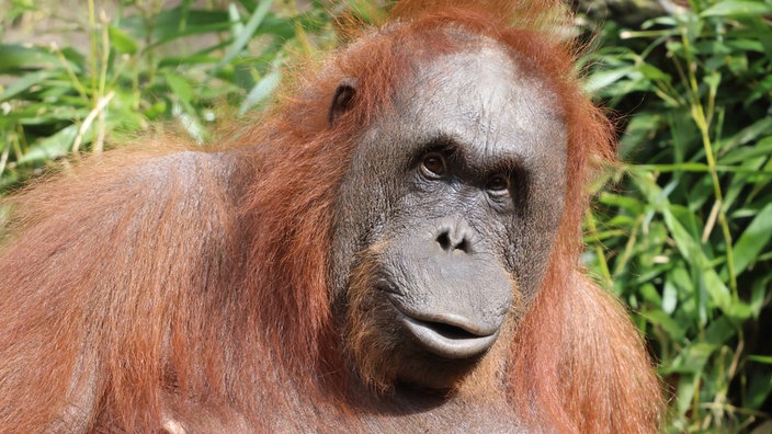 Die Orang-Utan-Dame schaut Richtung Kamera, im Hintergrund grüne Pflanzen 