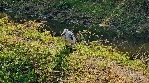 Ein Graureiher sitzt am Ufer