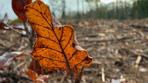 Blatt einer Rotbuche.