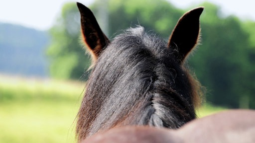 Bild von einem Pferd von hinten.