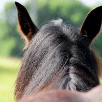 Bild von einem Pferd von hinten.