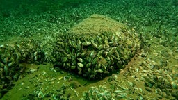 quaggamuscheln unter Wasser