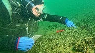 Taucher unter Wasser bei den quaggamuscheln