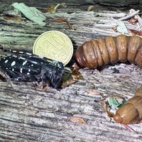 Laubholzbockkäfer im Vergleich zu einer 10-Cent Münze