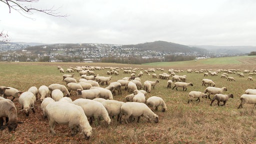 Eine Schafsherde steht auf einer Weide