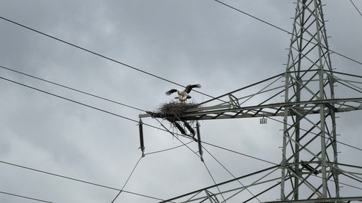 Die beiden Weißstörche bauen fleißig weiter am Nest