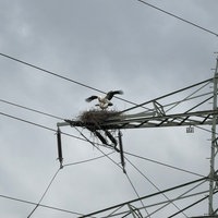 Die beiden Weißstörche bauen fleißig weiter am Nest