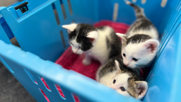 Drei Katzen, die in einem Kob sitzen.