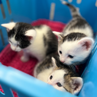 Drei Katzen, die in einem Kob sitzen.