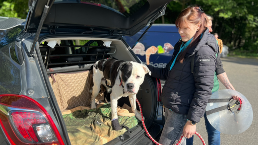 Ein Hund der in einem Kofferraum steht. Daneben ist eine Frau, die den Hund an der Leine hat. Dahinter sind weitere Personen zu sehen. 