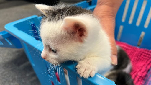 Eine Katze, die aus einem Korb herausschaut.