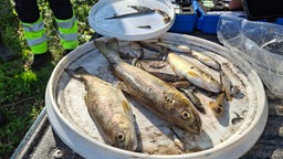 Mehrere tote Fische liegen auf weißen Tellern 