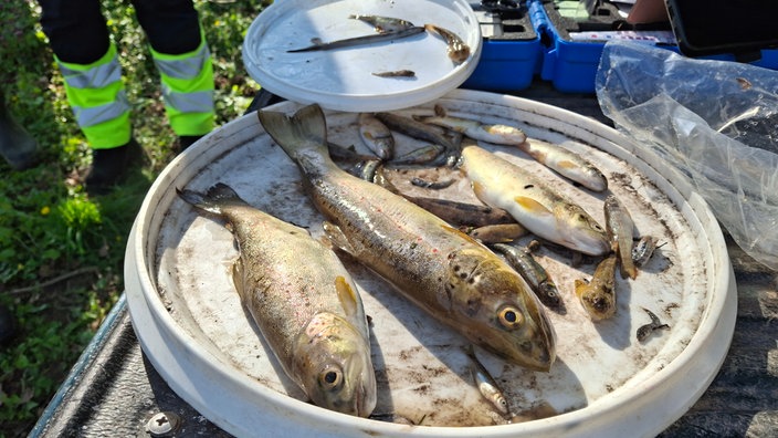 Mehrer Tote Fische liegen auf weißen Tellern 