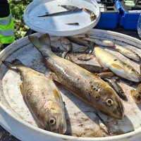 Mehrere tote Fische liegen auf weißen Tellern 