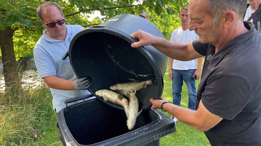Verendete Fische werden entsorgt