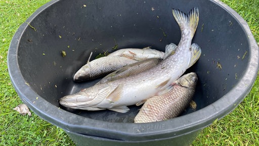 Verendete Fische in einem Eimer