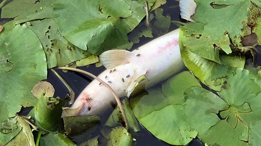 Verendeter Fisch im Wasser