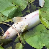 Verendeter Fisch im Wasser