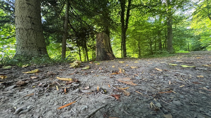 Bäumestämme und Waldboden im Wald