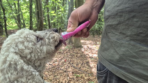 Ein Hund wird gefüttert
