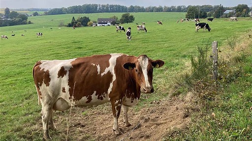 Eine Kuh auf einer Weide