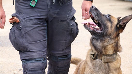Ein Hund steht rechts neben einer Person und schaut nach oben. 